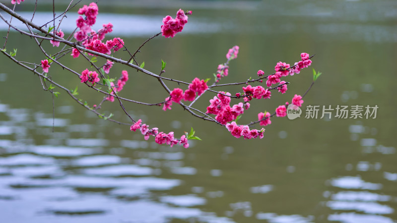 春天盛开的桃花