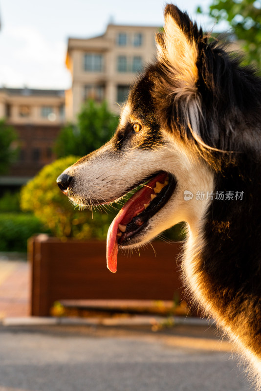 阿拉斯加雪橇犬