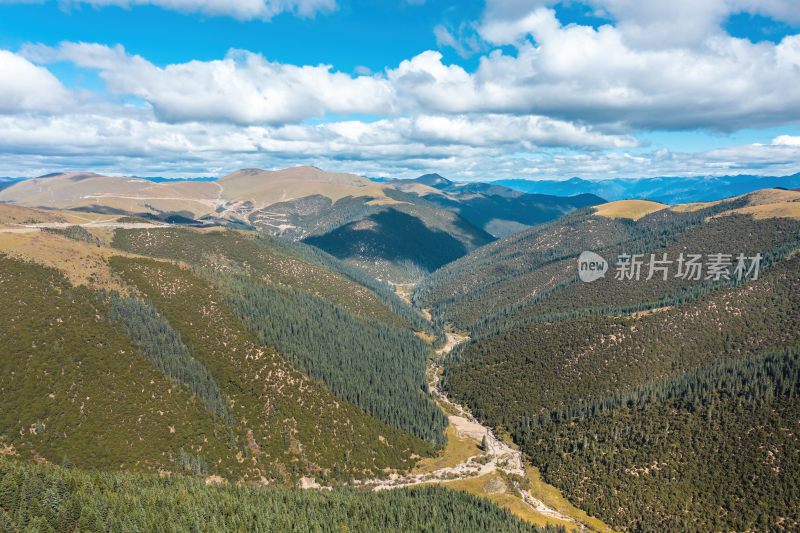 高原公路与山间松林