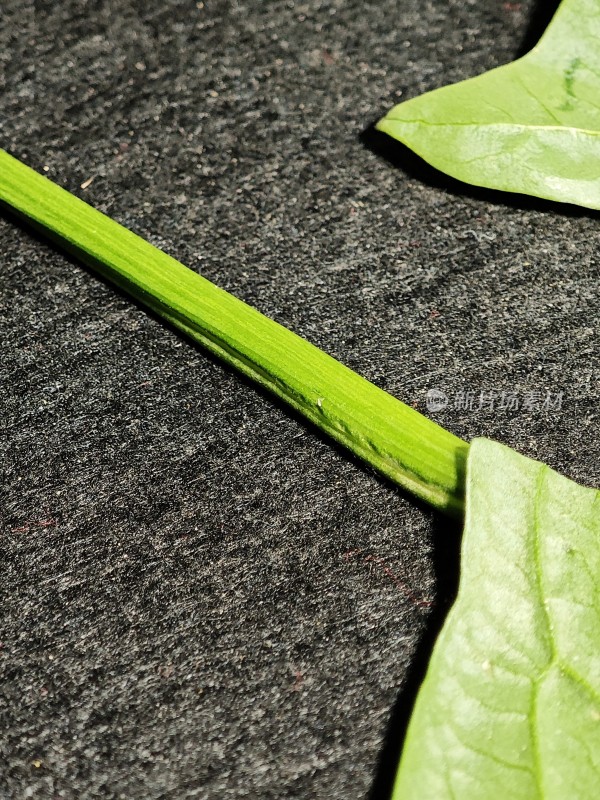 绿叶与茎特写