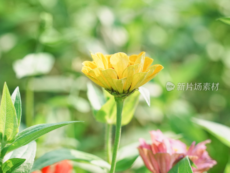 阳光下黄色百日菊特写