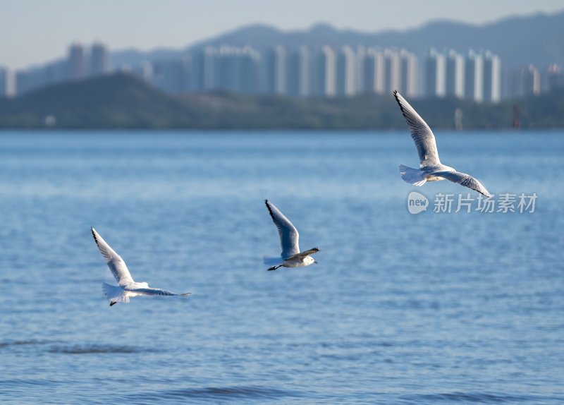 深圳湾海鸥在海面上方飞翔