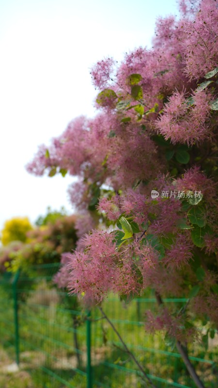 花草植物素材——黄栌花