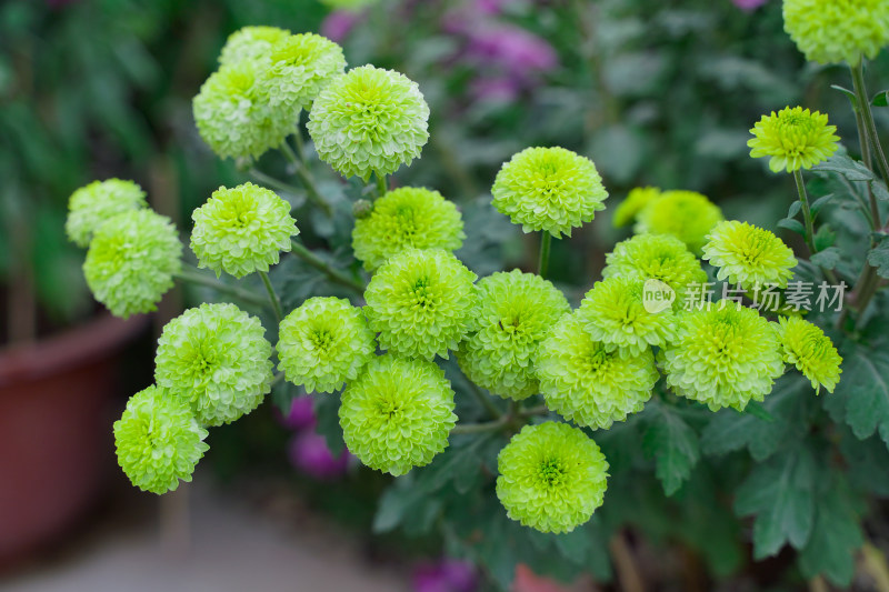 菊花素材