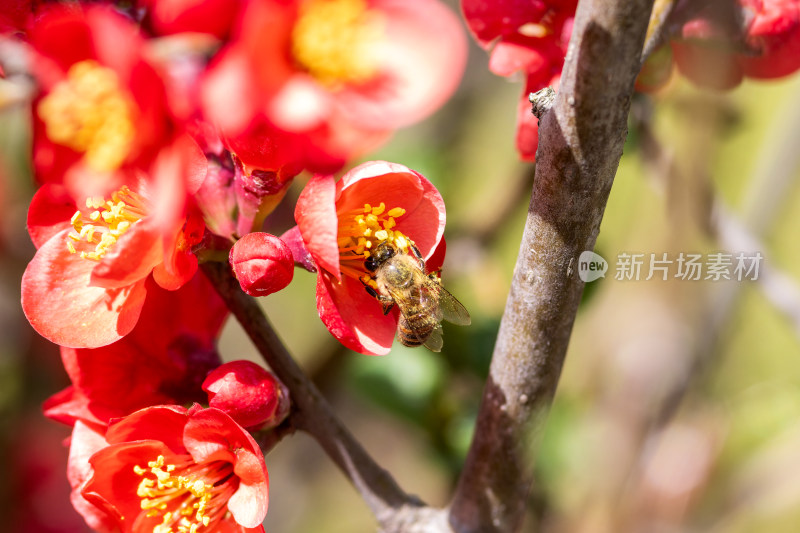 贴梗海棠与蜜蜂