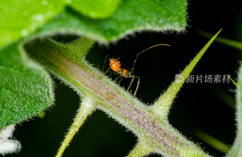 带刺植物上的红褐色猎蝽特写