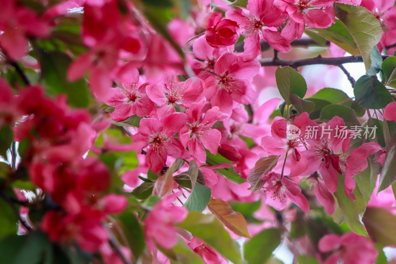 北京元大都海棠花溪