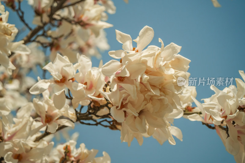 上海市花白玉兰花春暖花开