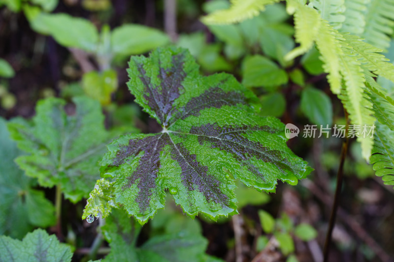 生长的植物叶子