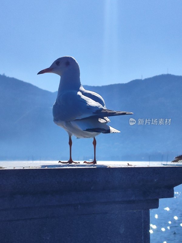 站立在石台上的海鸥