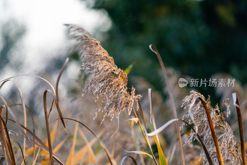 秋天的花草