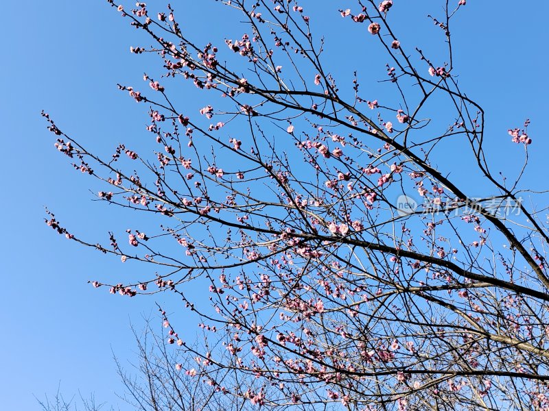 蓝天映衬下盛开的梅花树