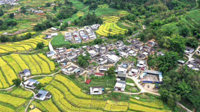 高山峡谷地区的金色稻田