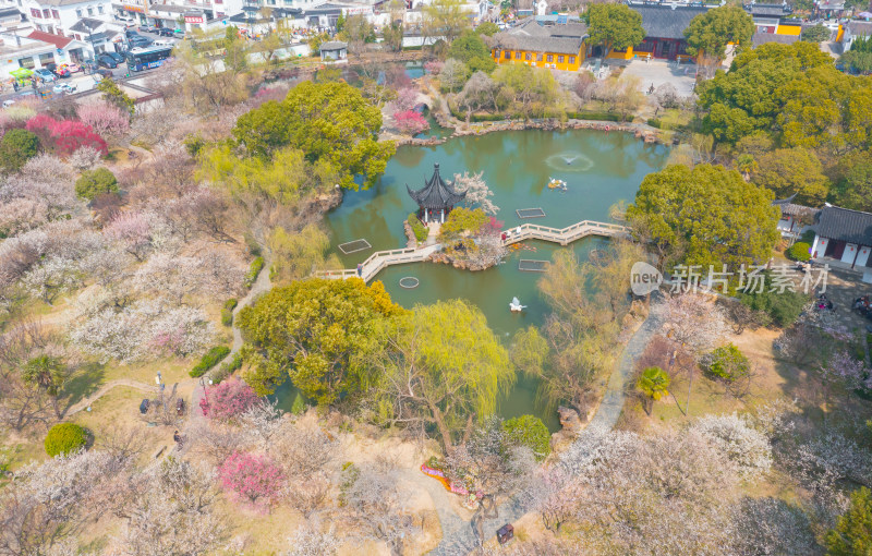 苏州香雪海景区梅花航拍