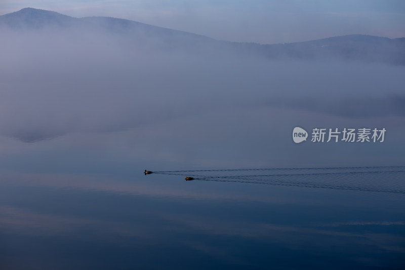 雾气弥漫的湖面有两只鸭子在游动