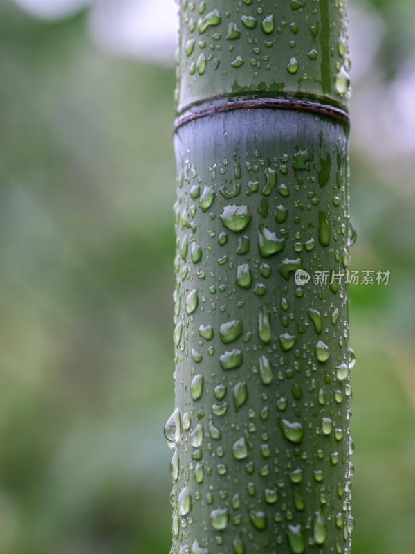 下雨竹子水珠