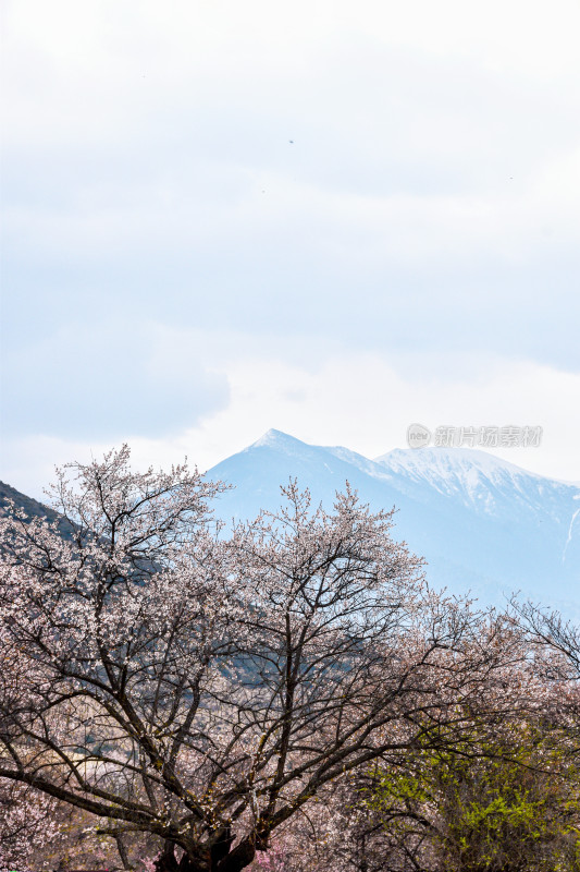 林芝波密桃花