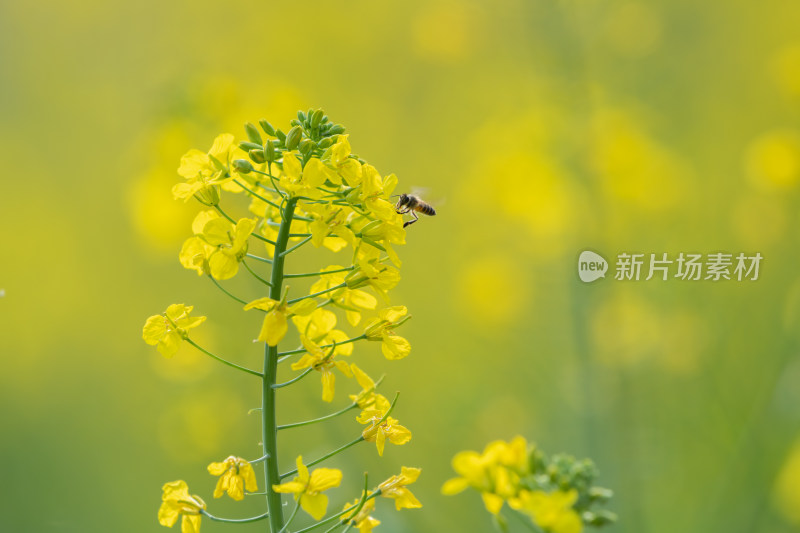 春天油菜花和蜜蜂