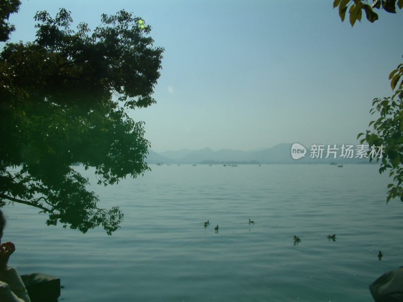 西湖的水面近景