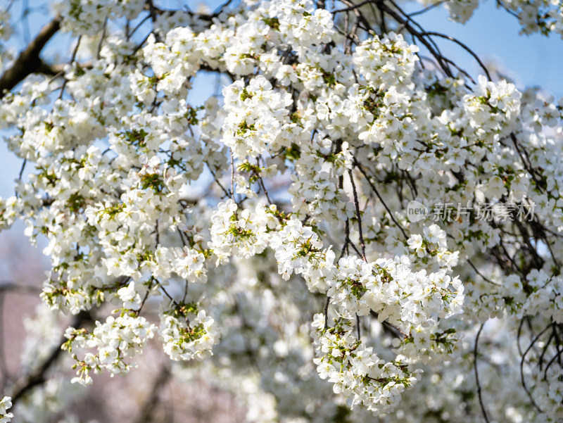 武汉东湖樱花园白色樱花盛开