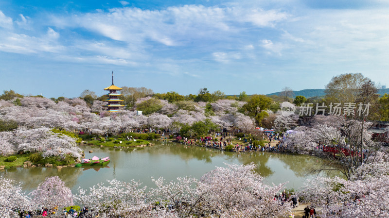 湖北武汉东湖樱花园里的五重塔远景航拍