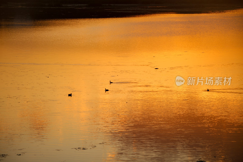 夕阳下水面上的鸟群晚霞