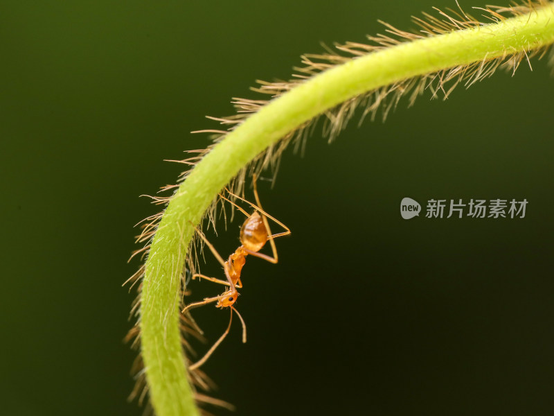 毛绒绒的植物藤曼和藤上的长脚捷蚁