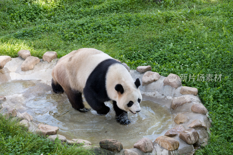 长春东北虎园的大熊猫