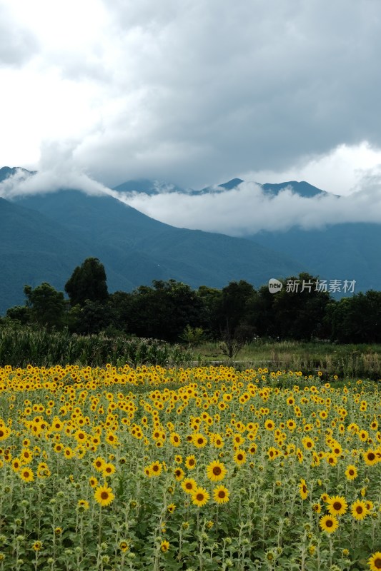 向日葵花田与远山云雾景观