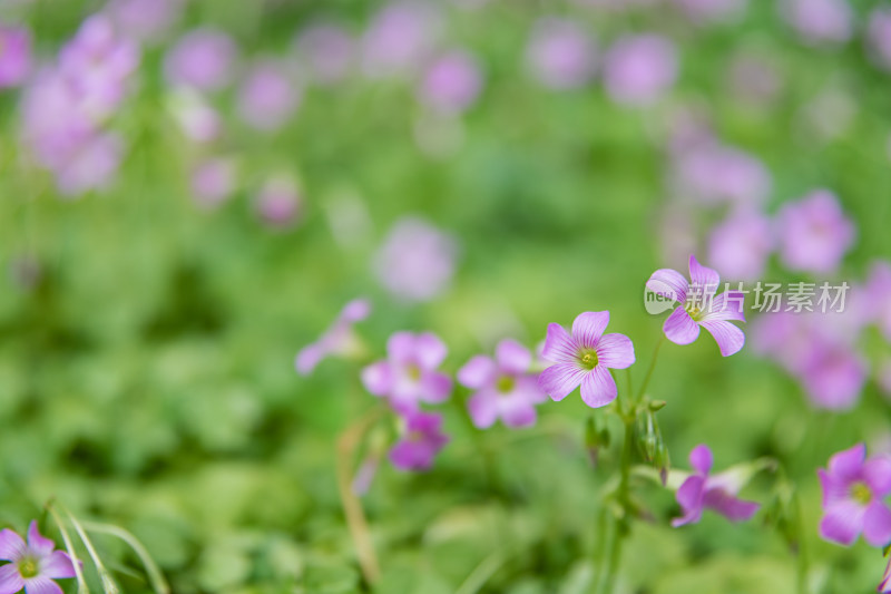 红花酢浆草