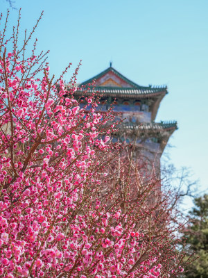 春天北京市内桃花盛开明城墙遗址公园