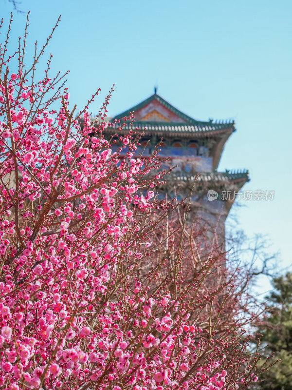 春天北京市内桃花盛开明城墙遗址公园