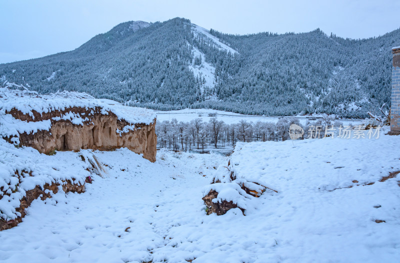 青海祁连卓尔山树林自然唯美雪景风光