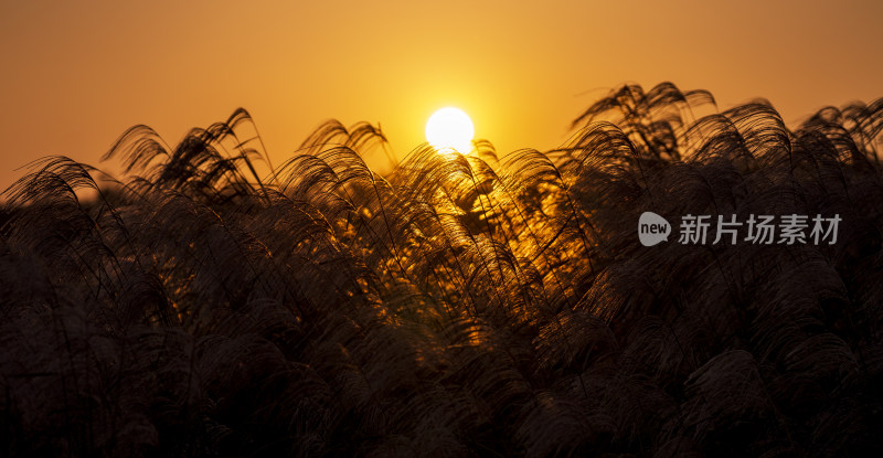 夕阳下的芦苇荡唯美自然景象