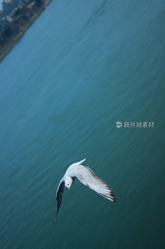 飞翔的海鸥场景