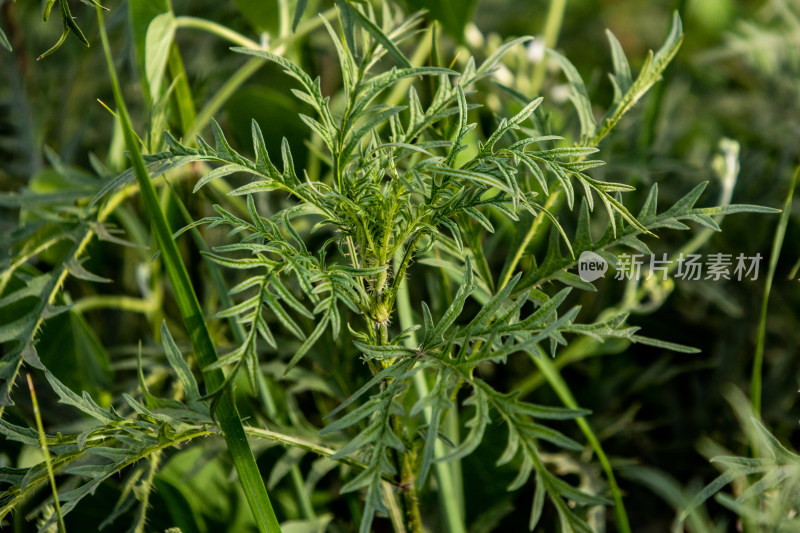 中国野草黄花蒿