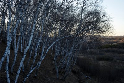 夕阳下的白桦树