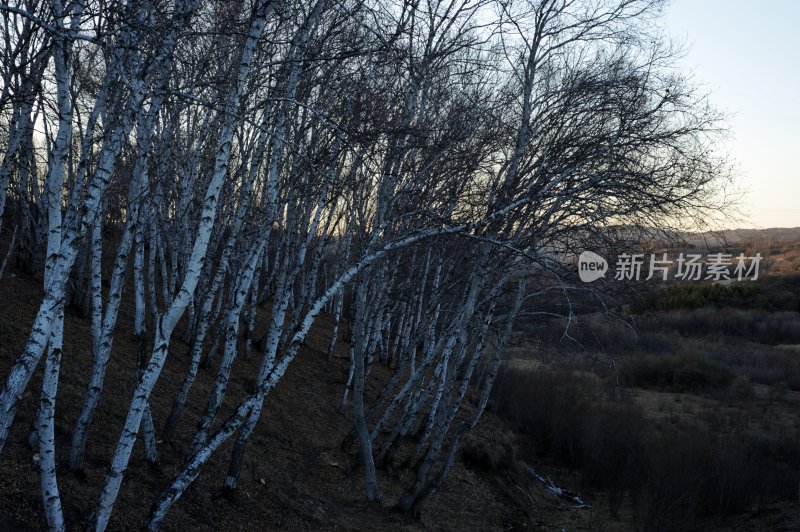 夕阳下的白桦树