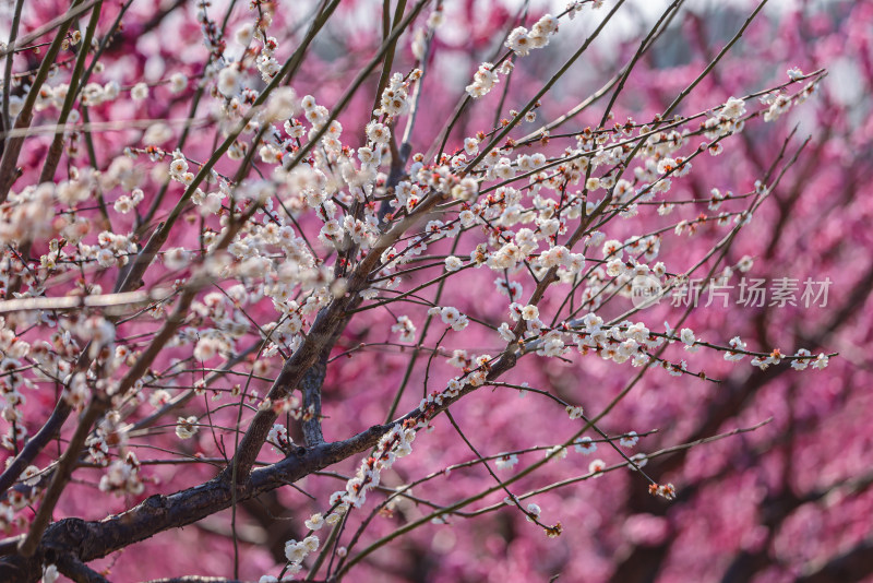 花开海上梅花节