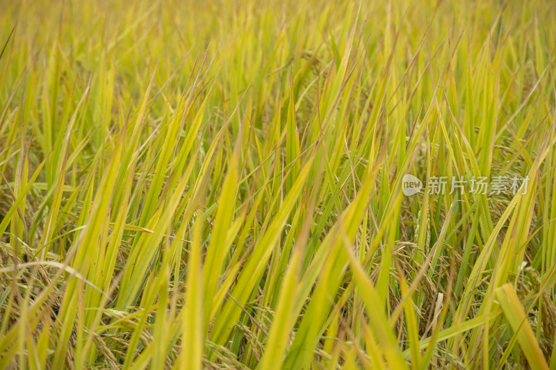 风吹稻香，秋季丰收时节农村里金黄的稻田