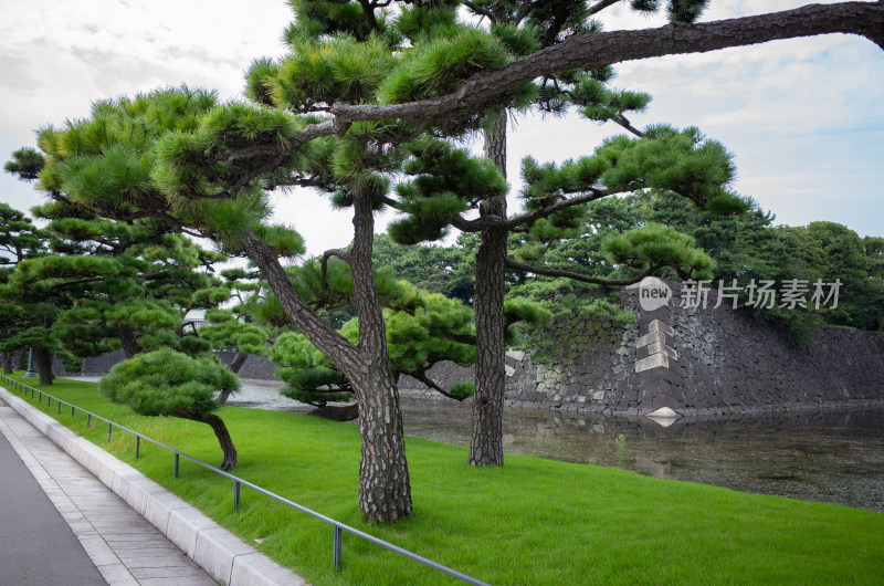 日本东京大皇宫外的松树和草坪