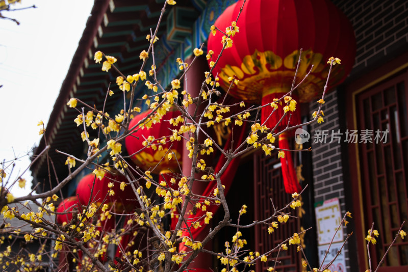 青岛法海寺春天盛开的腊梅