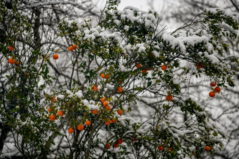 重庆酉阳：庭院橘子蔬菜与白雪