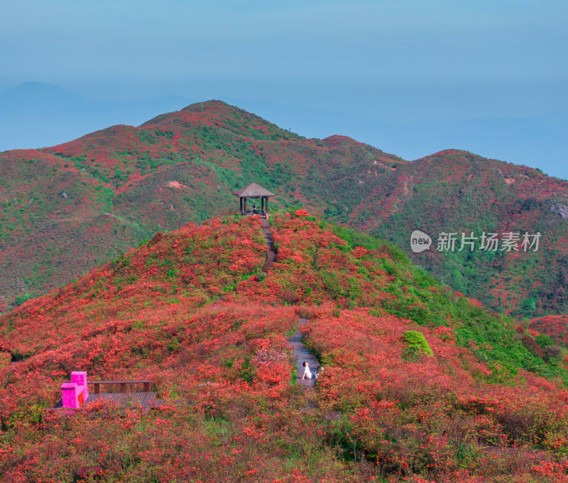 长沙市浏阳大围山杜鹃花海风光