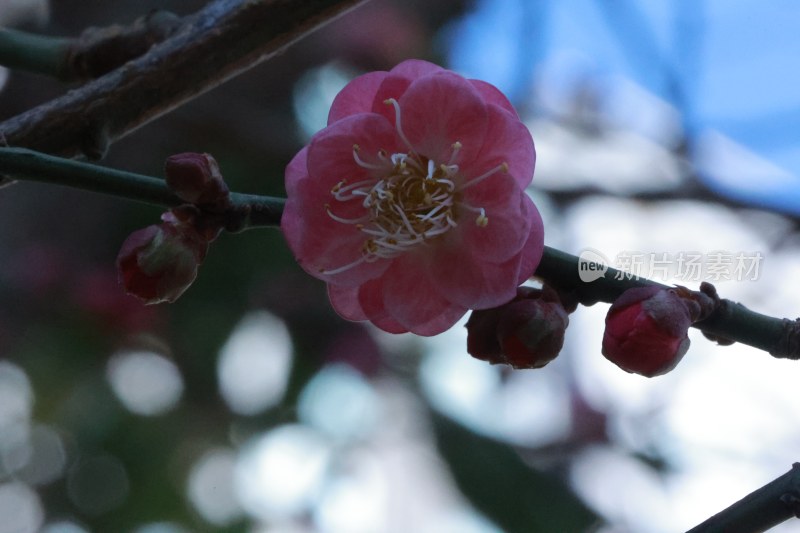 梅花微距