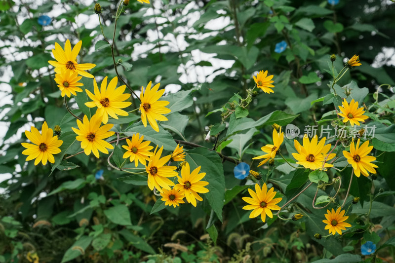 北京圆明园公园盛开的菊花