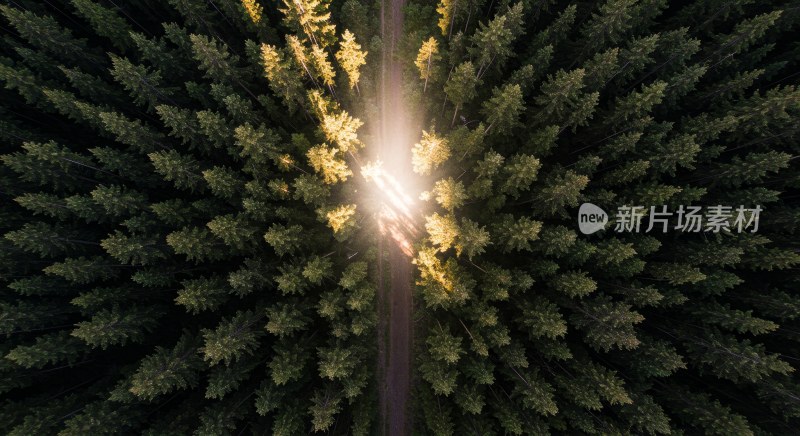 航拍森林中的蜿蜒公路