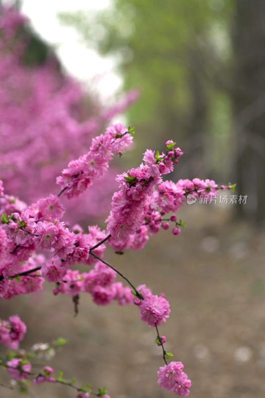 春天的花朵