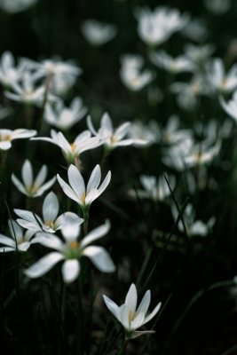 葱莲 花蕊 露水 暗调