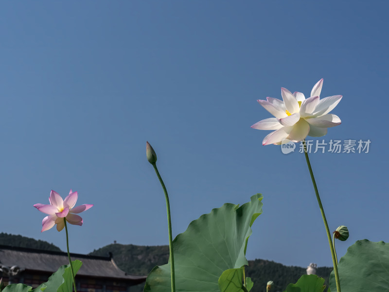 夏天池塘荷花莲花开放夏至立夏